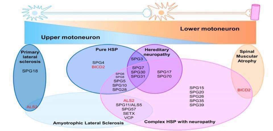 Pelvic floor spasticity a problem with HSP - HSP Research Foundation